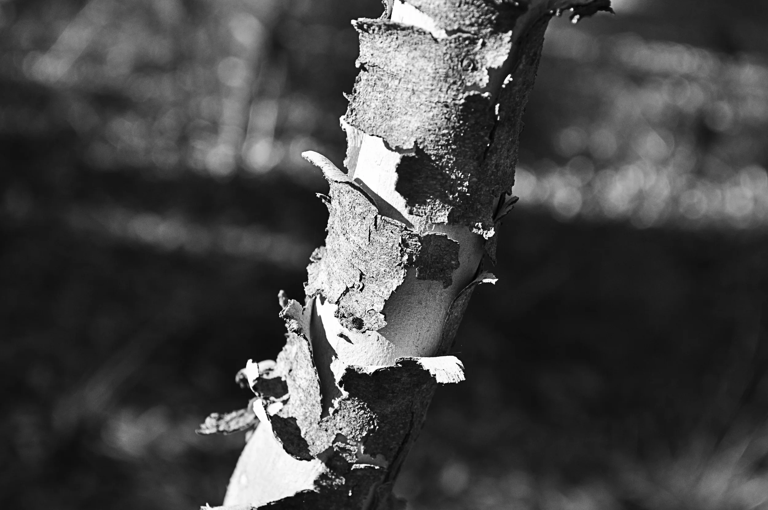 stick.jpg