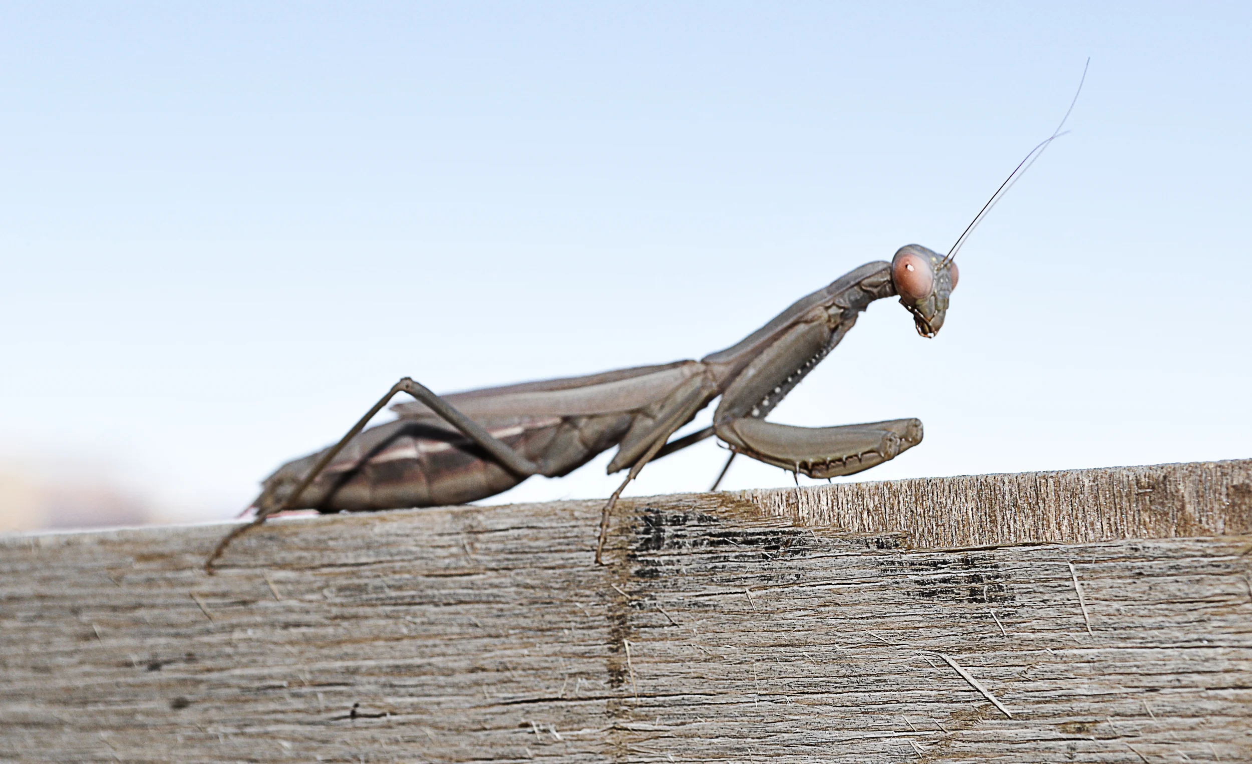 mantis.jpg