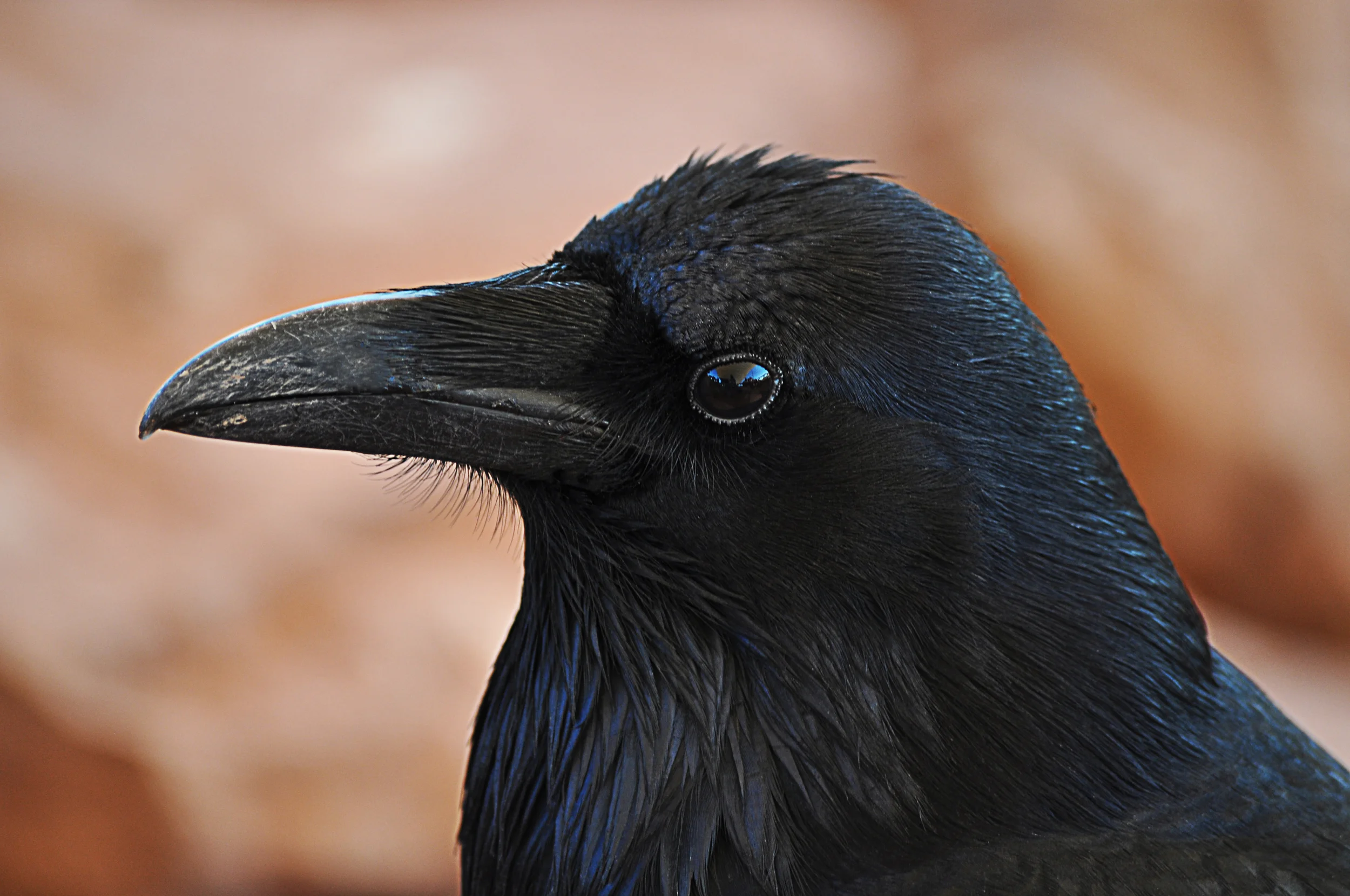 crow.jpg