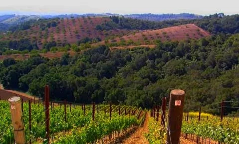 Daou-Vineyards-480x360 copy.jpg
