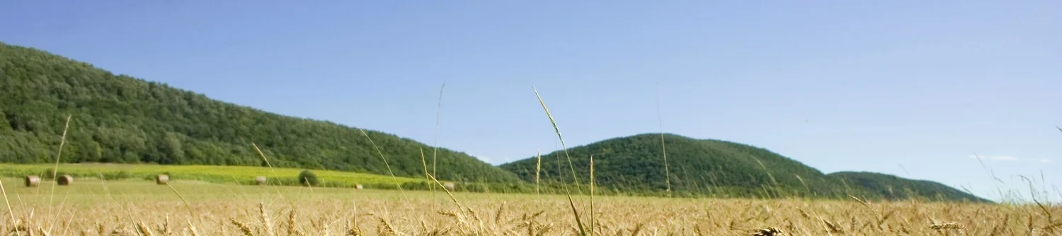 Felsoetold_Wheat_field,_Hungary.jpg