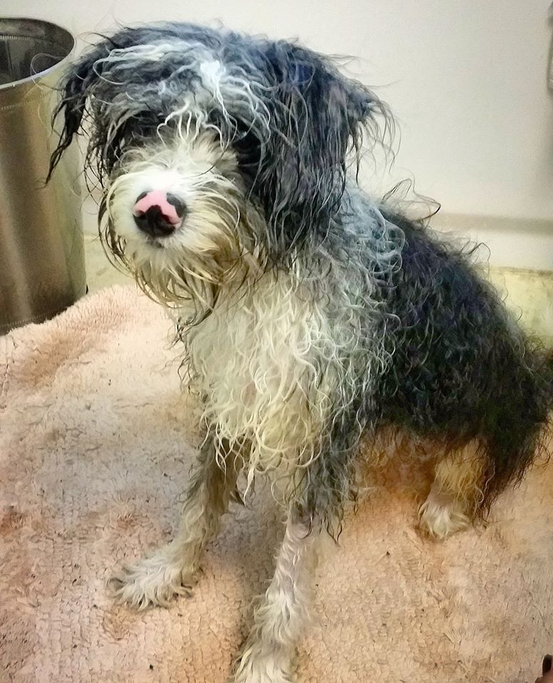 Wet Nori.jpg