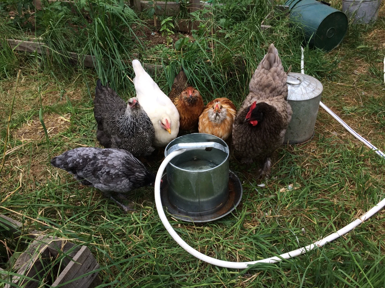 RIP pretty chickens...