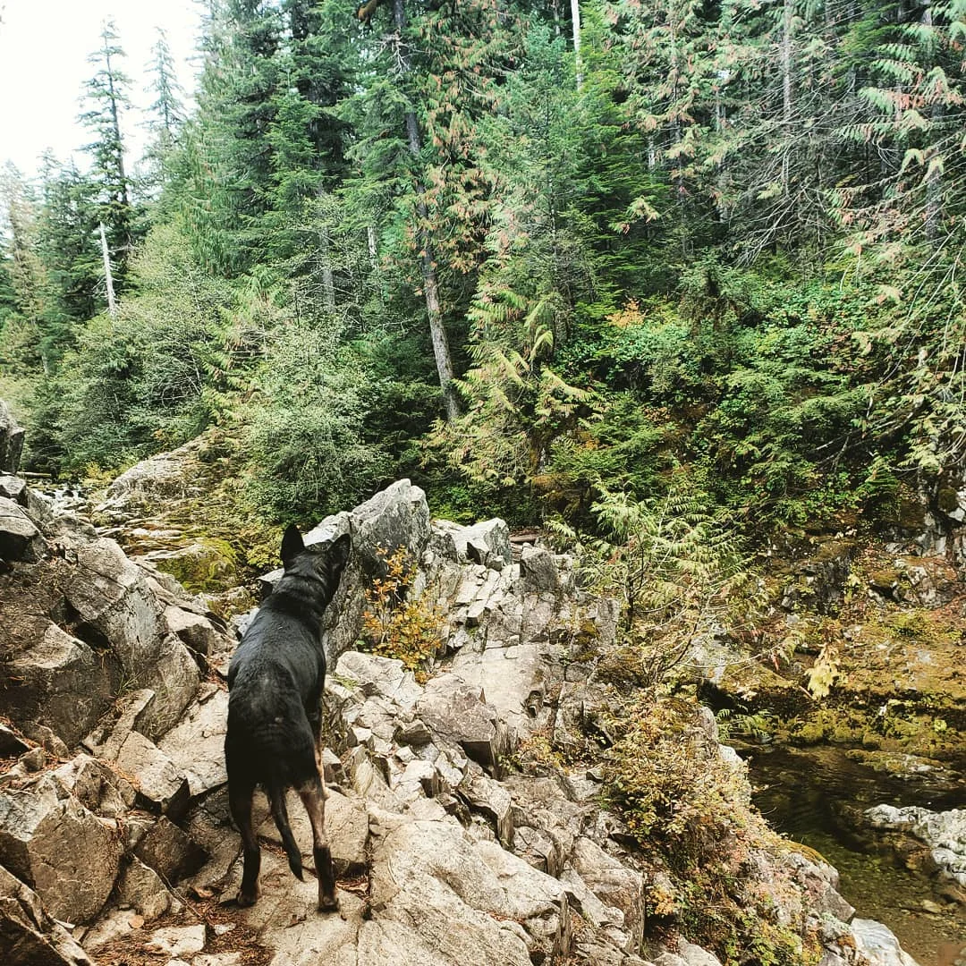 The adventures of the Adventure Dog Java would be worthy of a blog all her own!