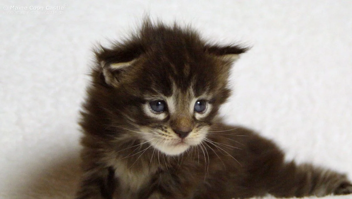 KittenPicByMaineCoonCastle.jpg