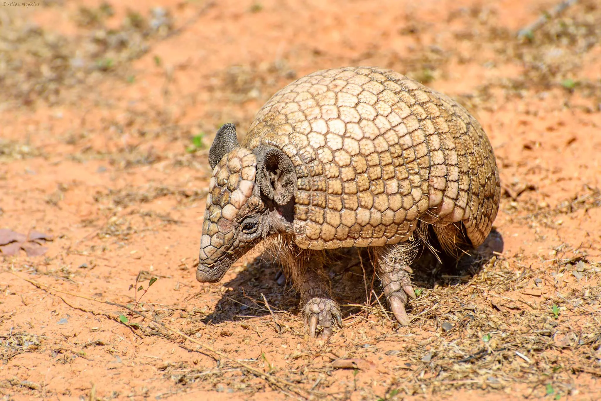 Brazillian Three Banded Armadillo by Allan Hopkins via Flickr.jpg