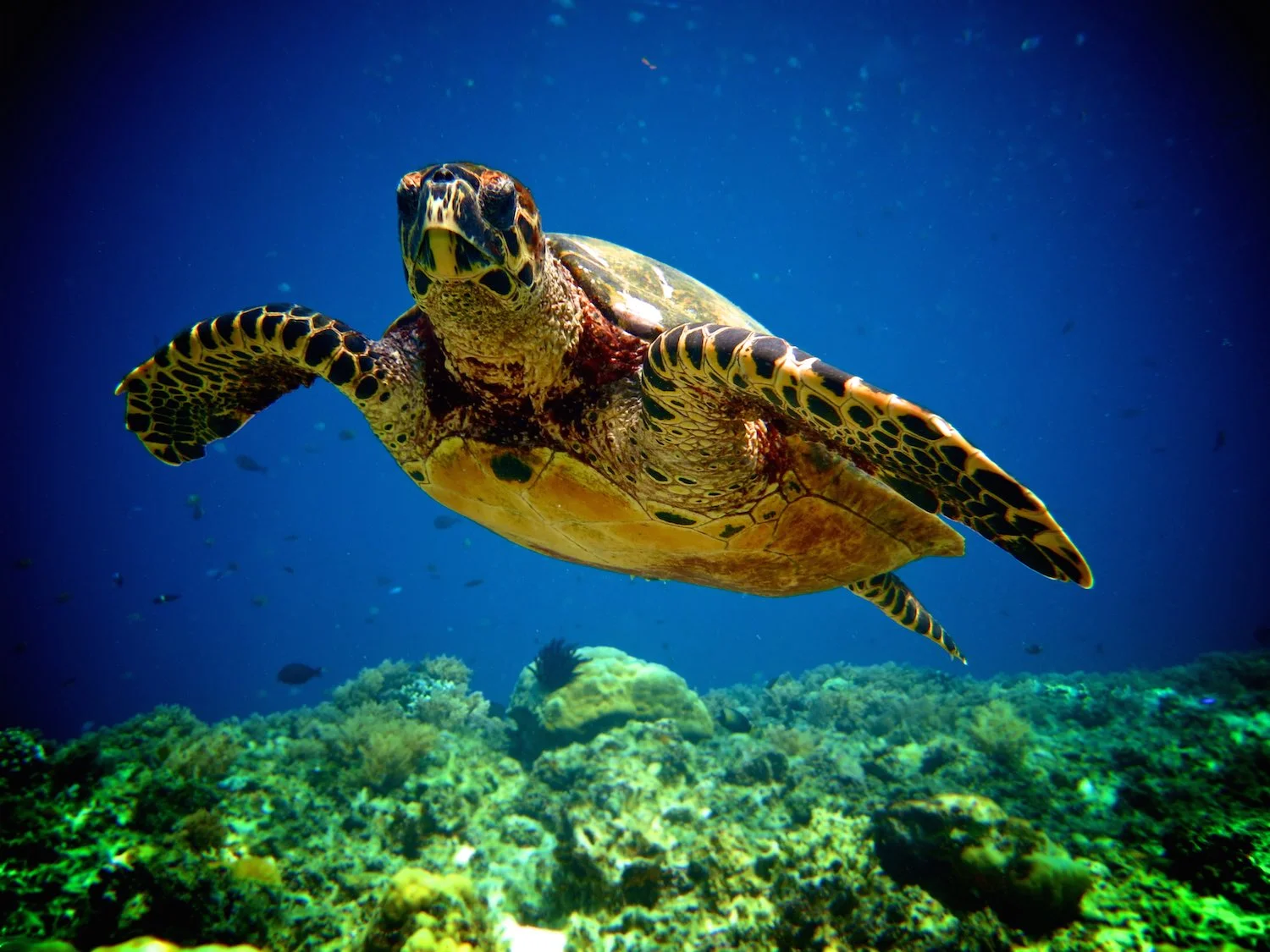 turtle copy.jpg