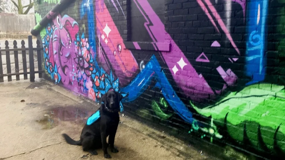 Stella out and about. February 2018. Photo by me.