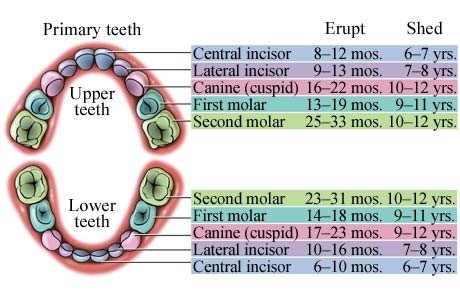Dr. Howenstein's Blog — Dunes Dental 4 Kids