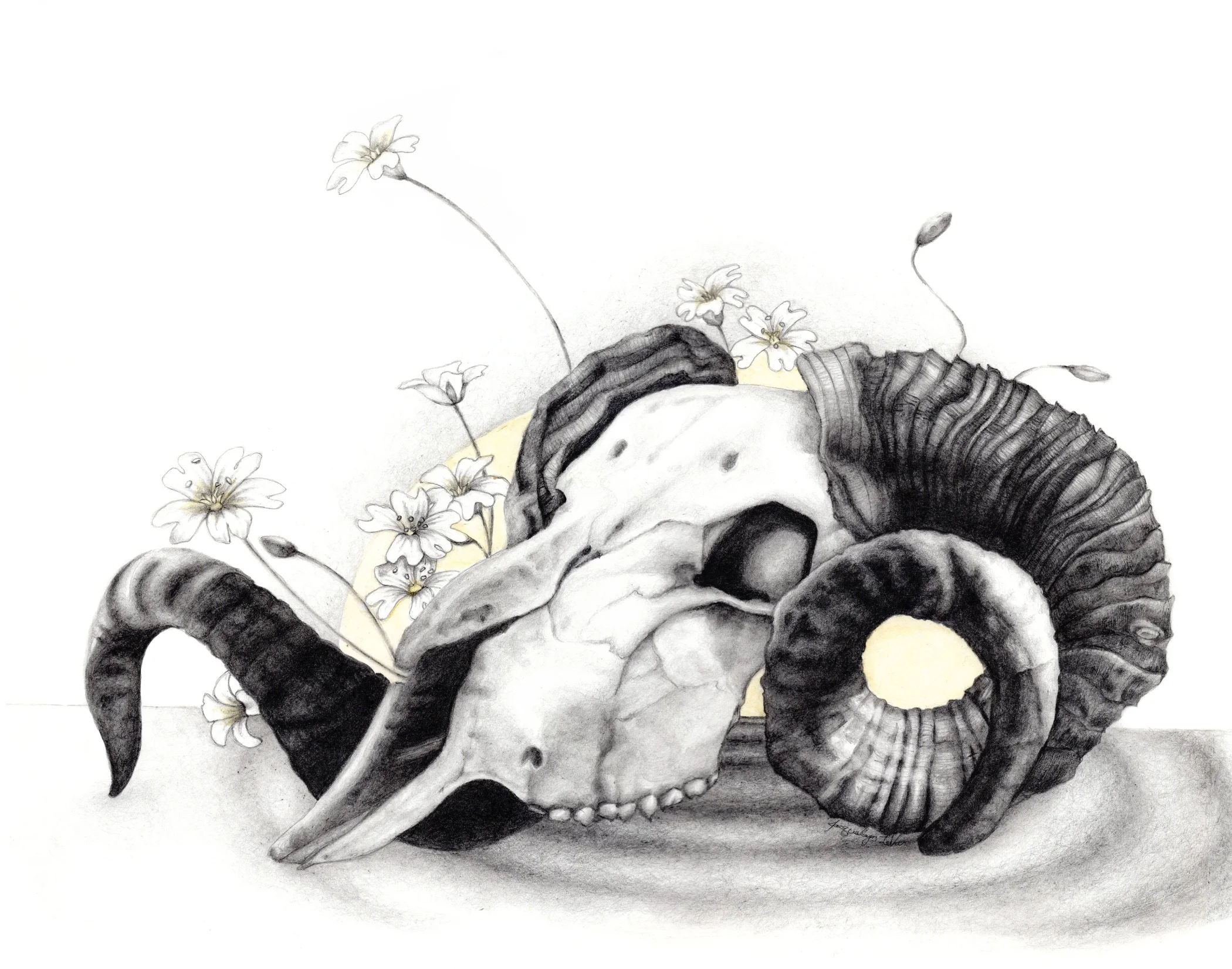 Ram Skull w Yellow 11x14 format-8.jpg