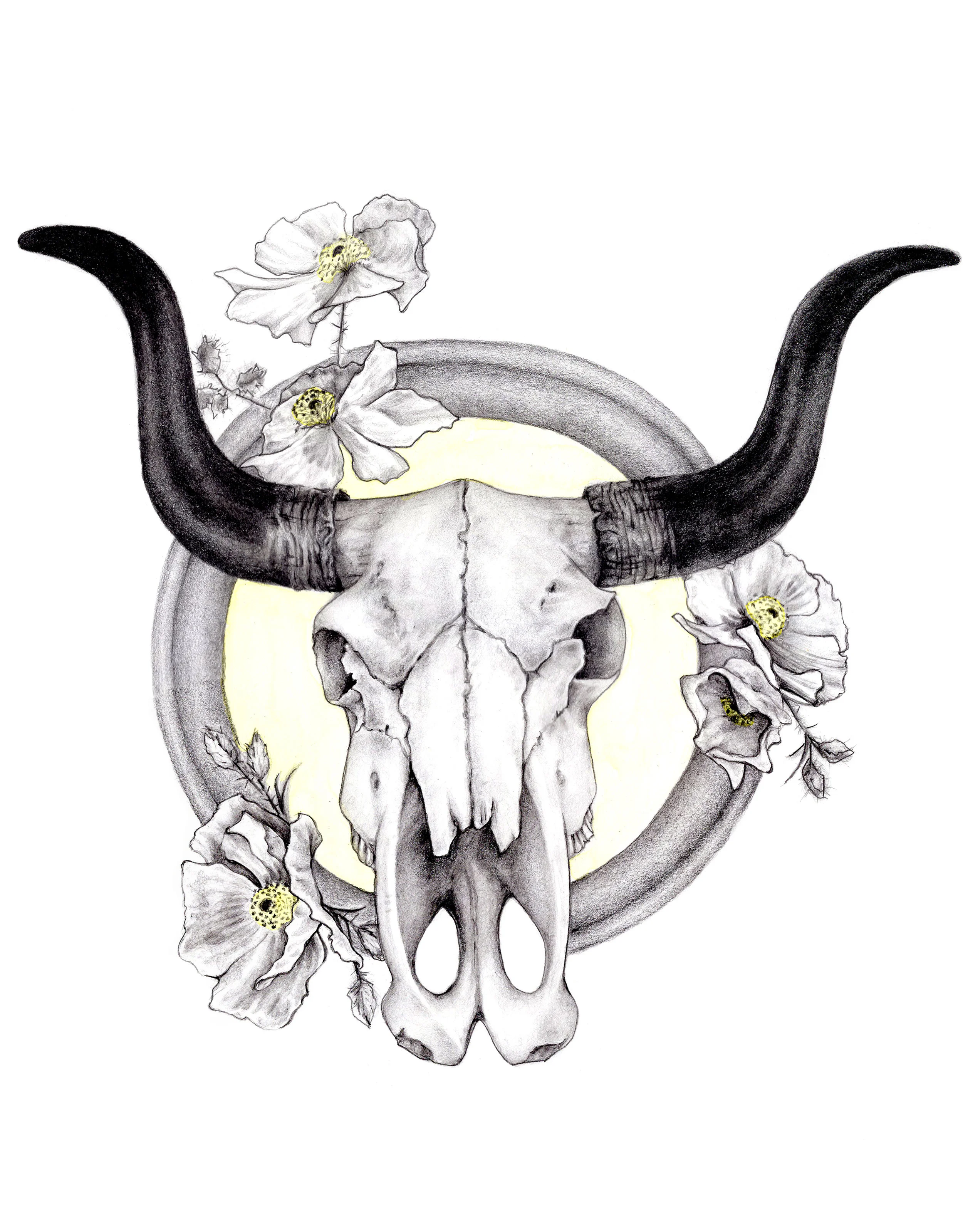 Longhorn Bull SKull.jpg