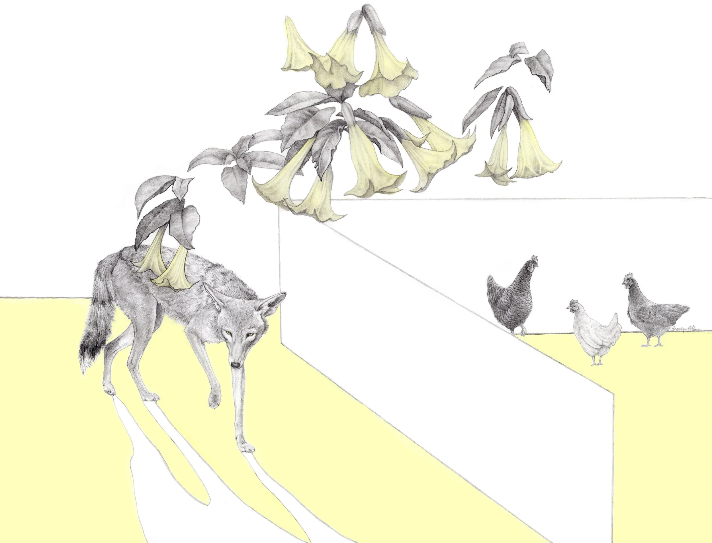Coyote vs hens.jpg