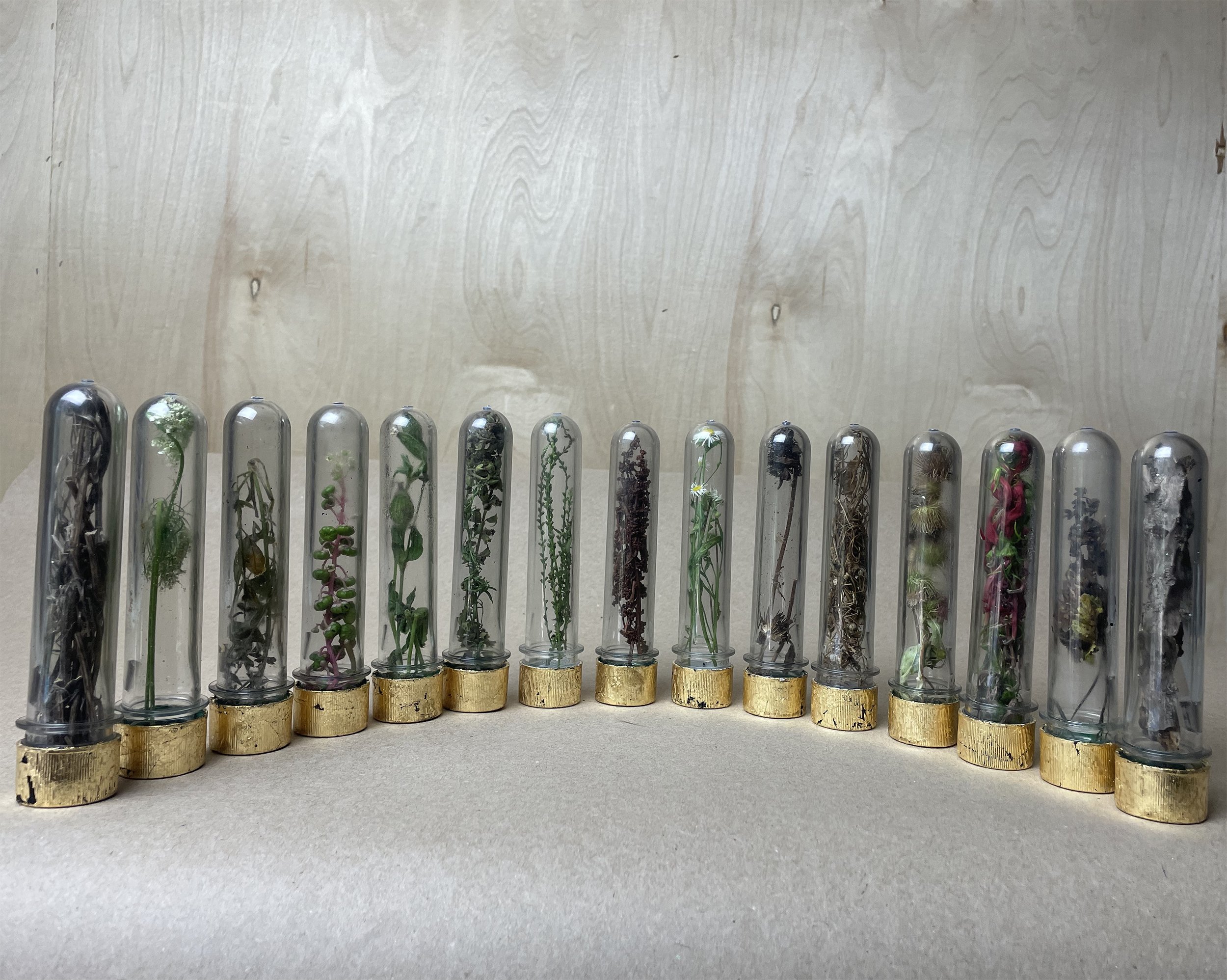   Passengers   Drifters Project at V4L Residency Harper’s Ferry, West Virginia  7” x 24” 15 weed local species in tubes 2023 