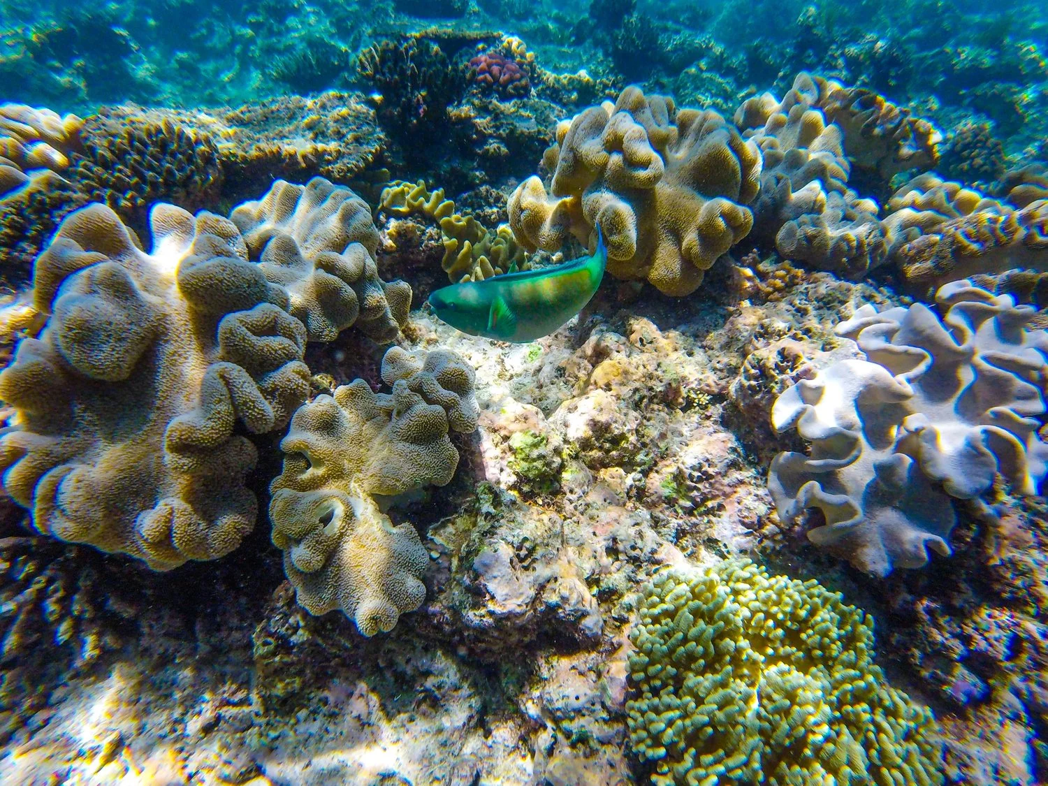 Taking inspiration from The Great Barrier Reef corals....