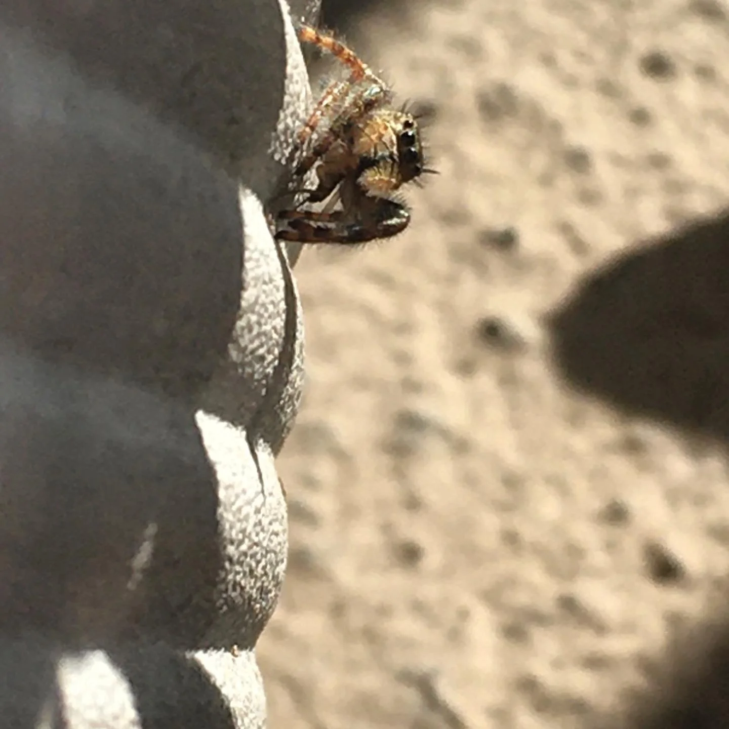 New fren