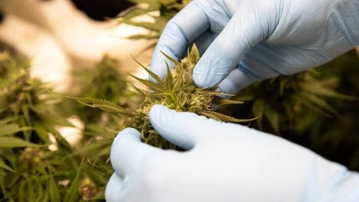 Medicinal cannabis company Puro sets crowdfunding record
