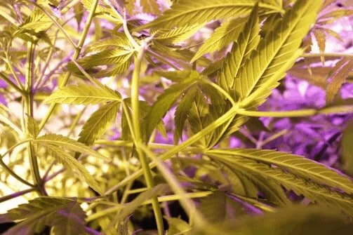 New Zealand-Based Medicinal Cannabis Company Phytotecnia raises over $300,000 Days After Launching Crowdfunding Campaign on PledgeMe