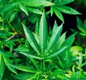 “Sauvignon Blanc of Cannabis” Puro Offers 14.58% Equity Stake on PledgeMe