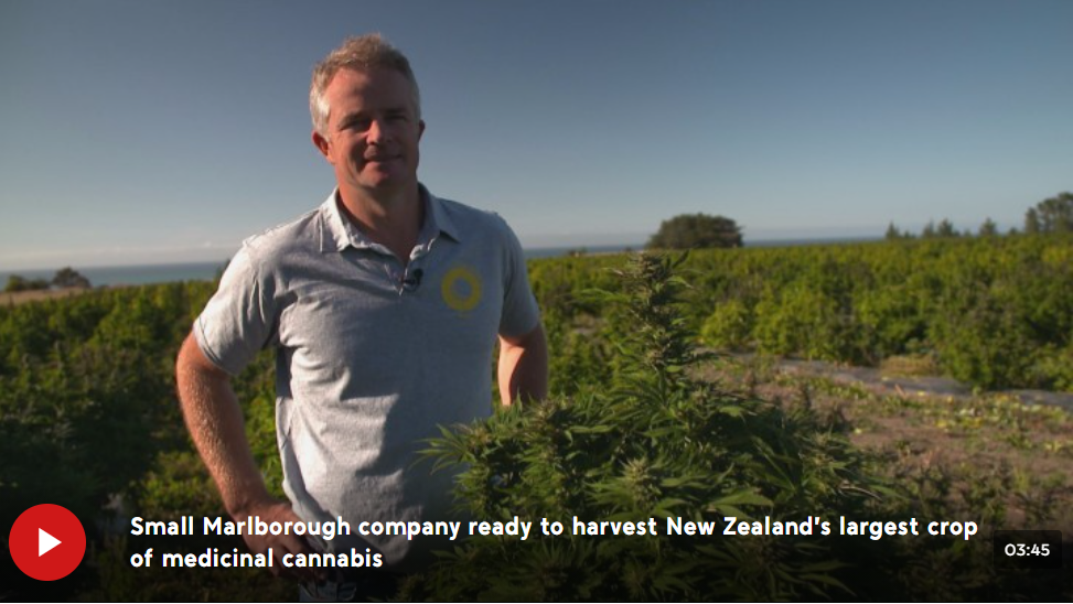 Small Marlborough company ready to harvest NZ's largest crop of medicinal cannabis