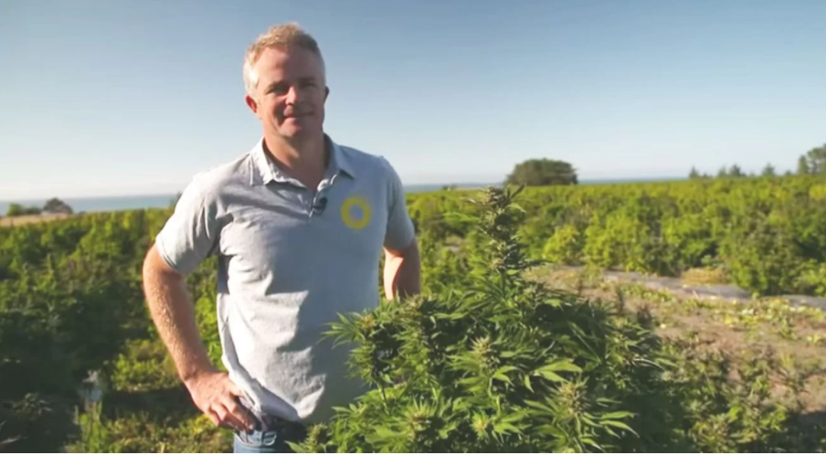 Harvest is about to begin on New Zealand’s largest (and most famous) medicinal cannabis crop