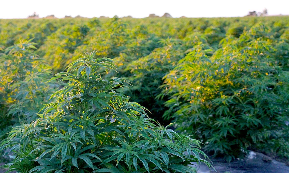  Puro: Growing Extra Green Cannabis in the South Pacific