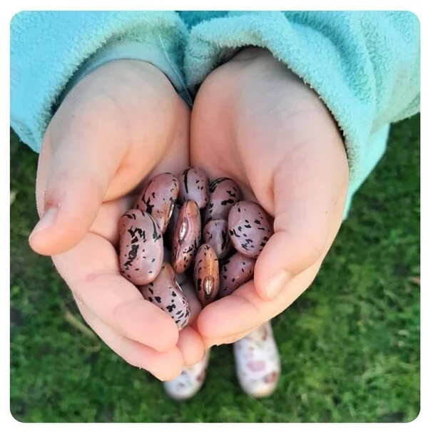 Momentum grows for innovative Kiwi food growing app' - Magic Beans 
