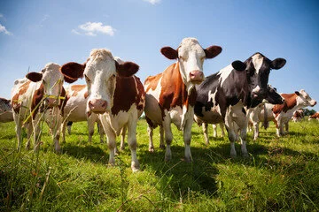 New Zealand Company Introduces ‘World’s First’ On-Farm CO2 Milk Cooling