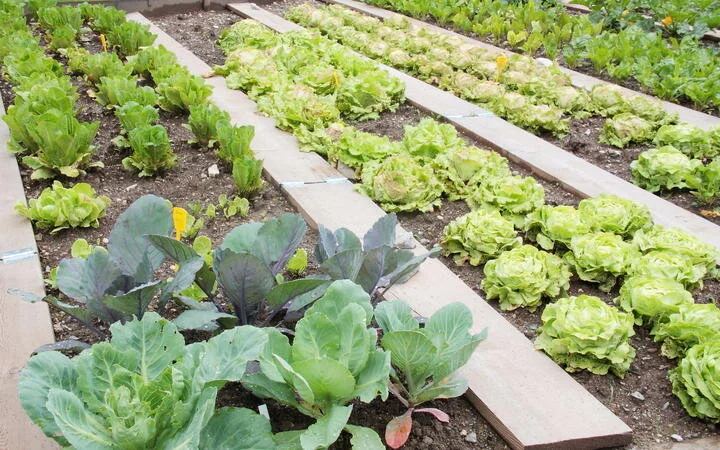 How food-swap initiative Magic Beans hopes to grow
