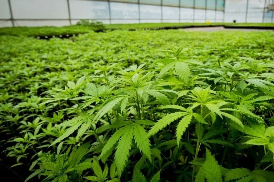 Puro seeks to become Australasia’s largest medical cannabis supplier