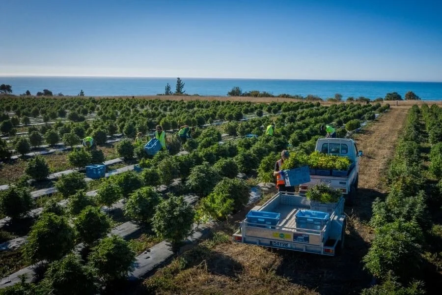 Puro aims to be Australasia’s largest medical cannabis supplier 