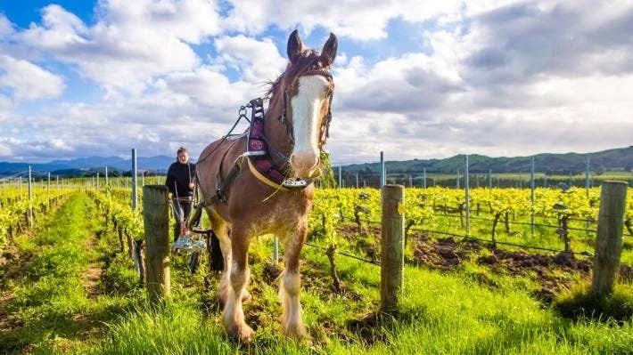 The gentle giants softly nurturing the vineyards of Churton