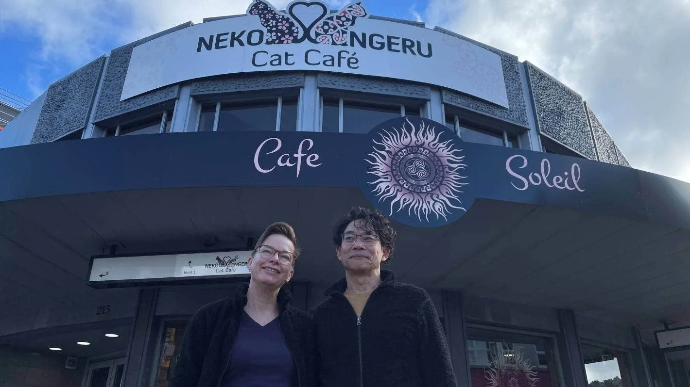 Japanese cat culture, the purr-fect way to meet cats