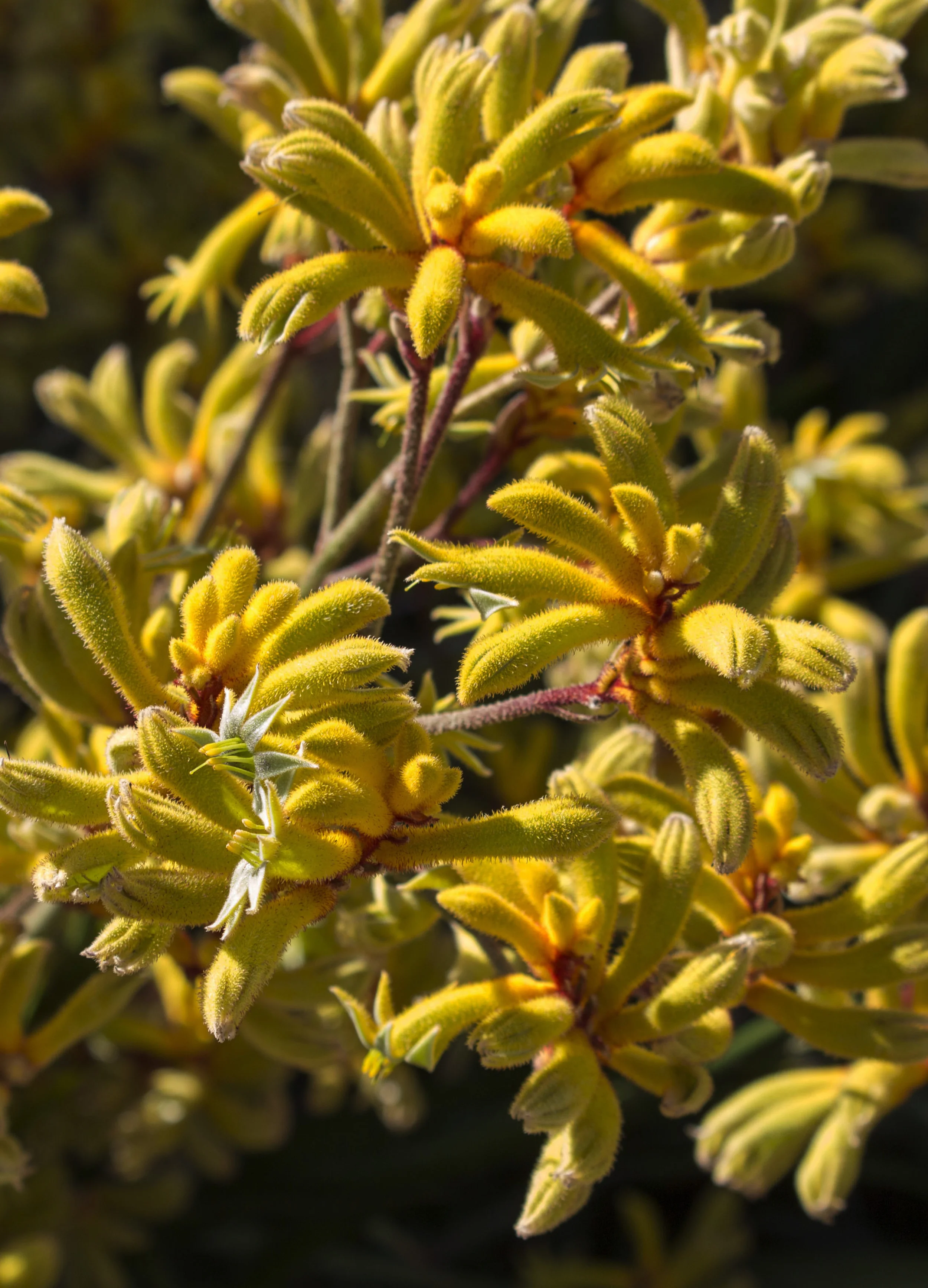 Anigozanthos