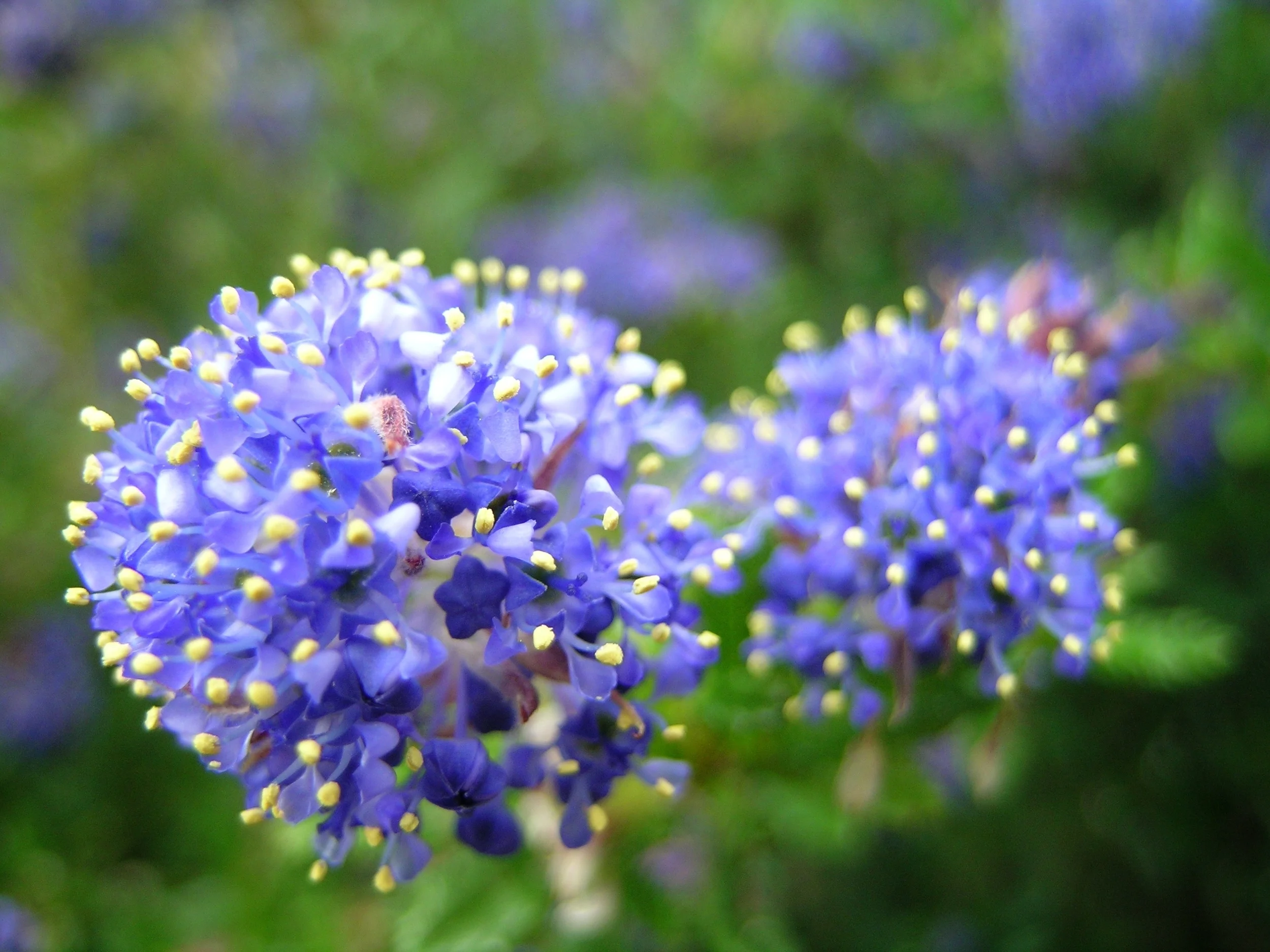Ceanothus