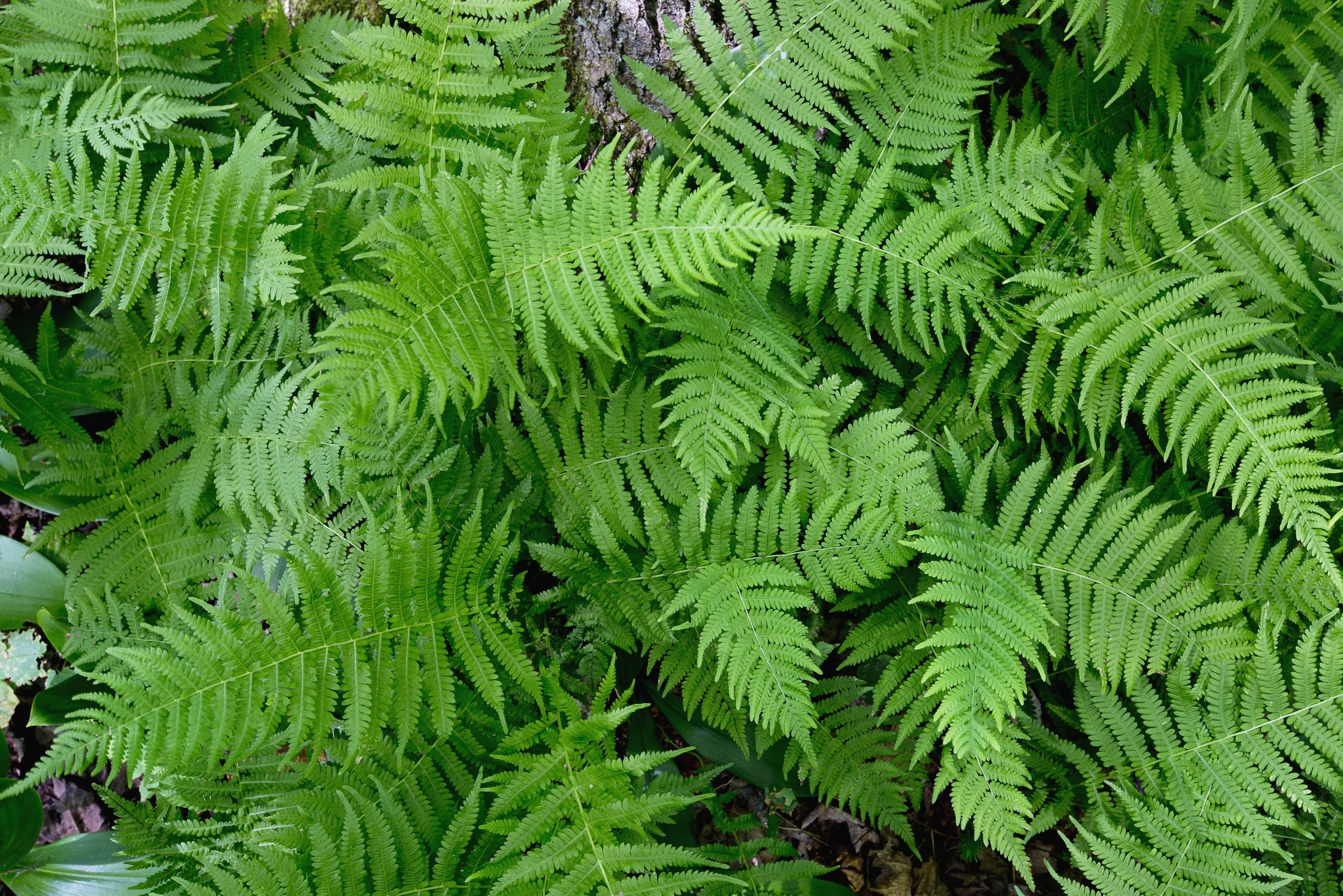 Ferns