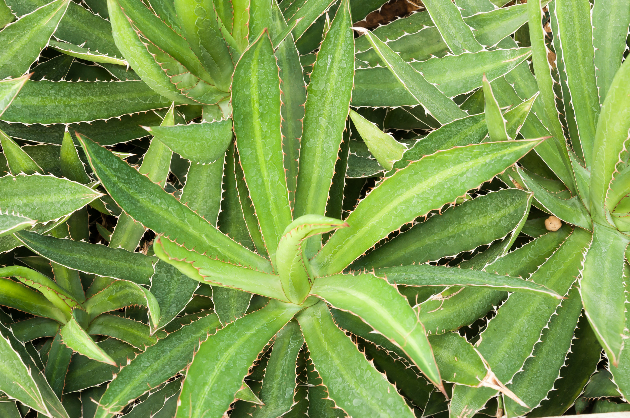 Agaves