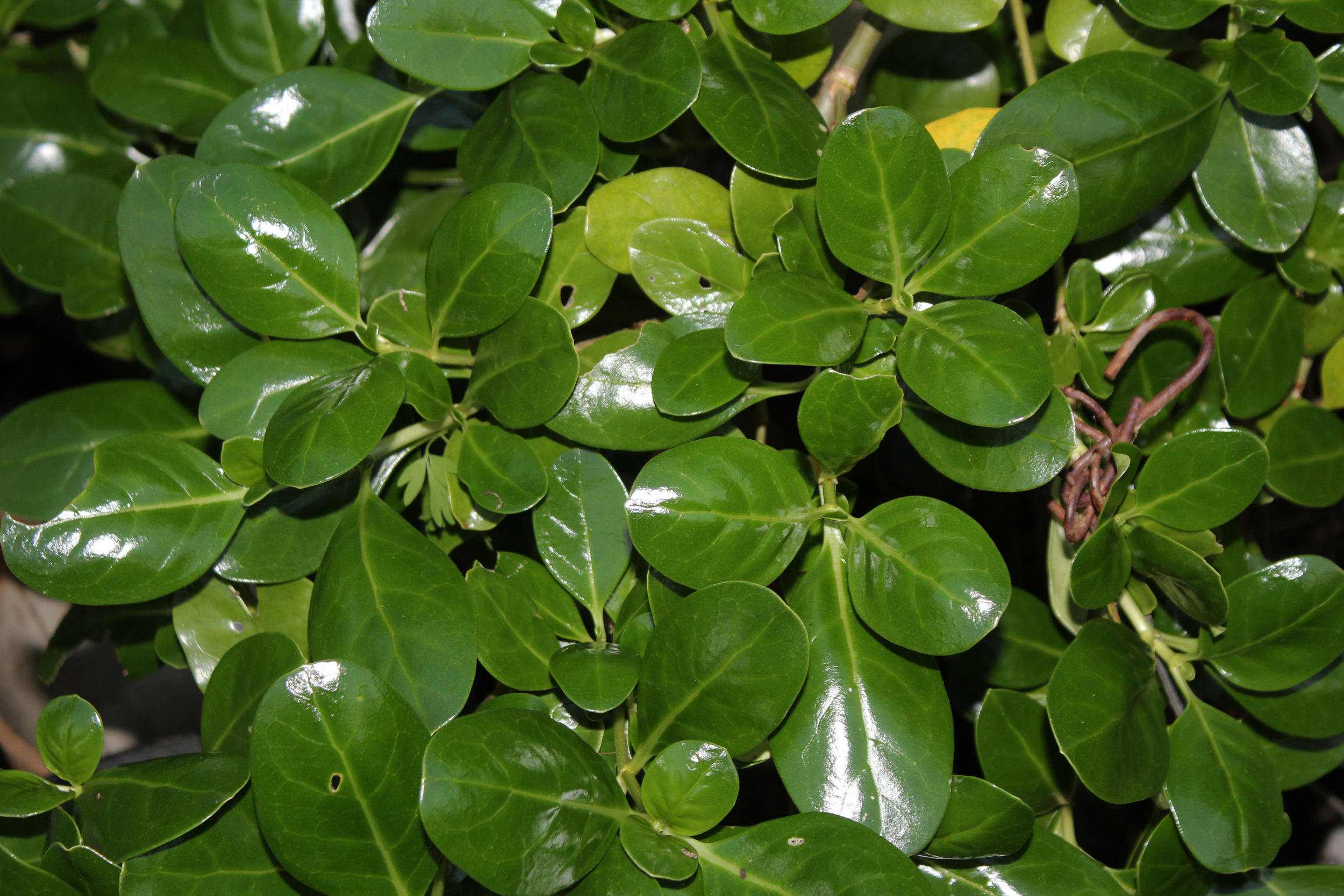 Coprosmas