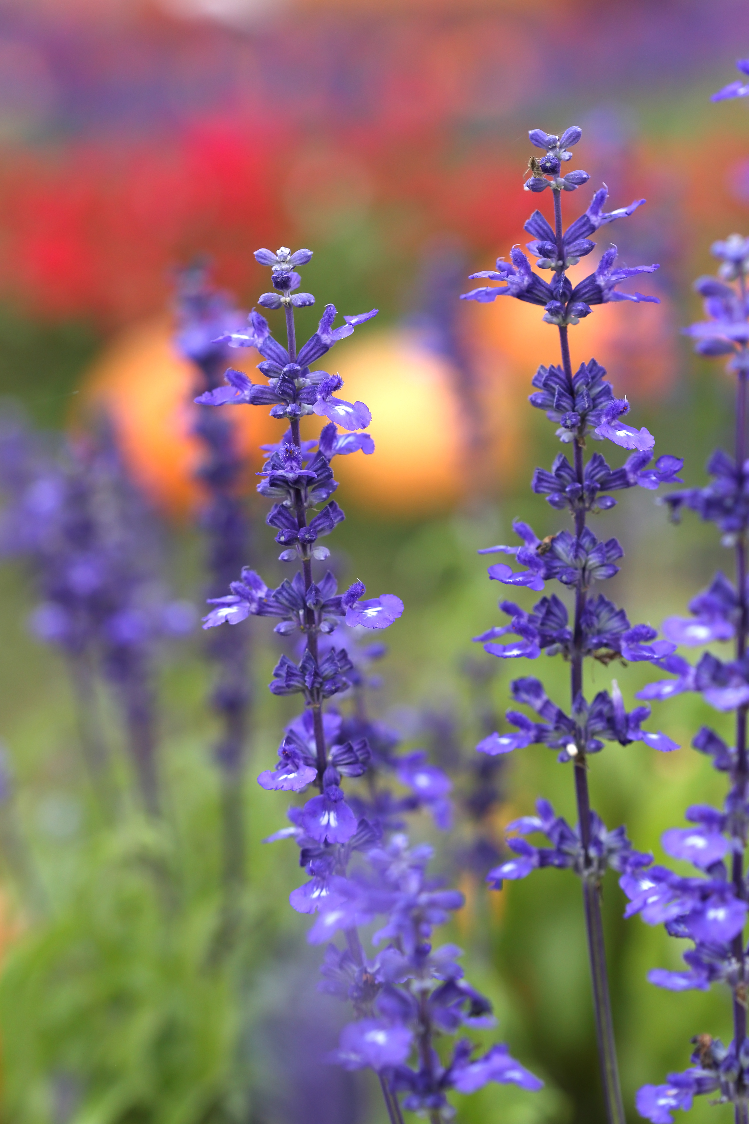 Lavendars