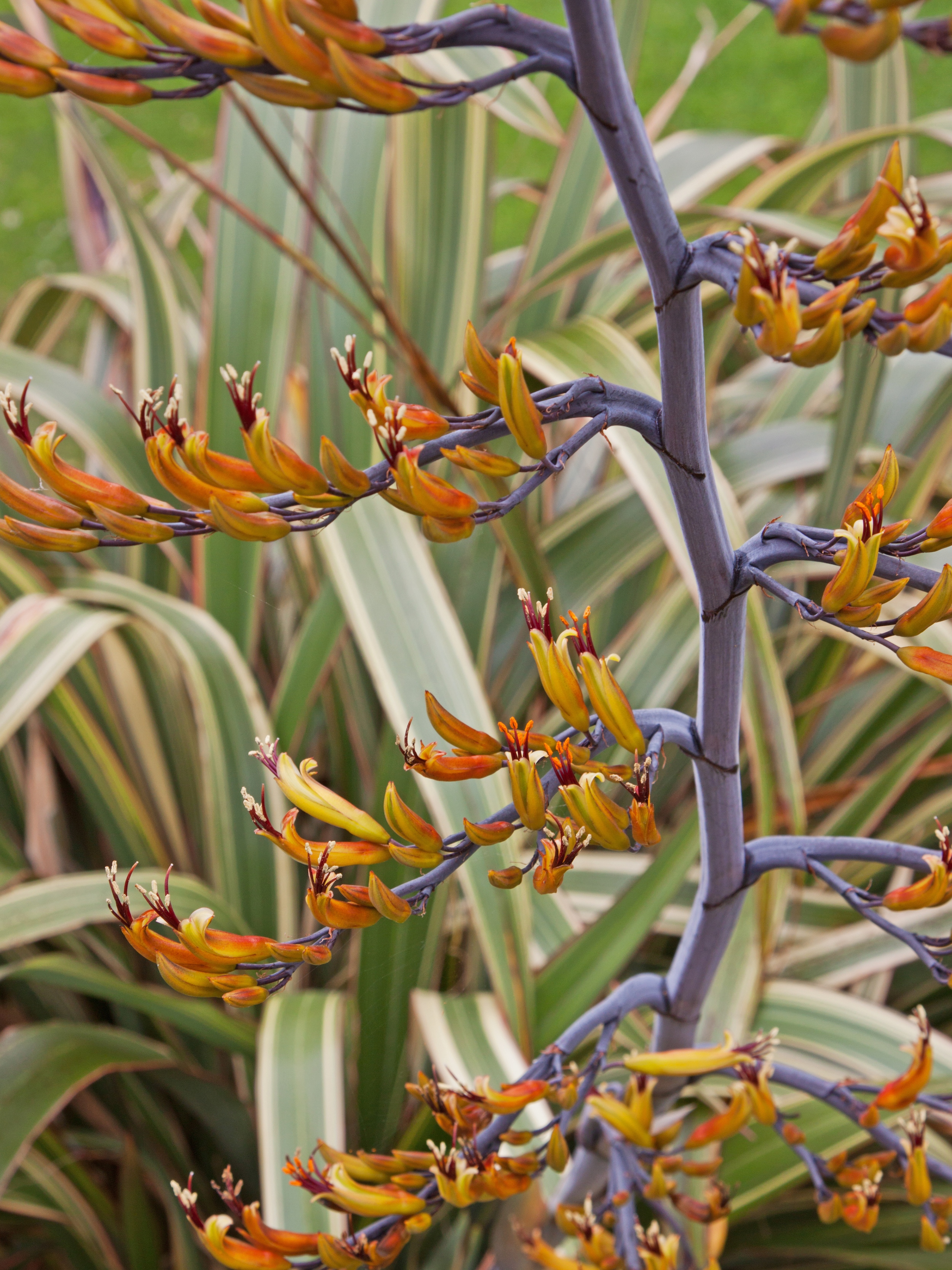 Phormiums