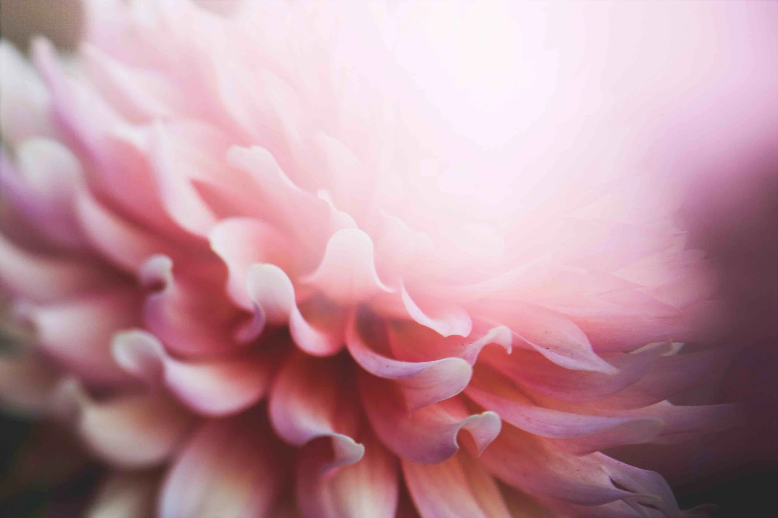 FLOWER PINK kari-shea copy.jpg