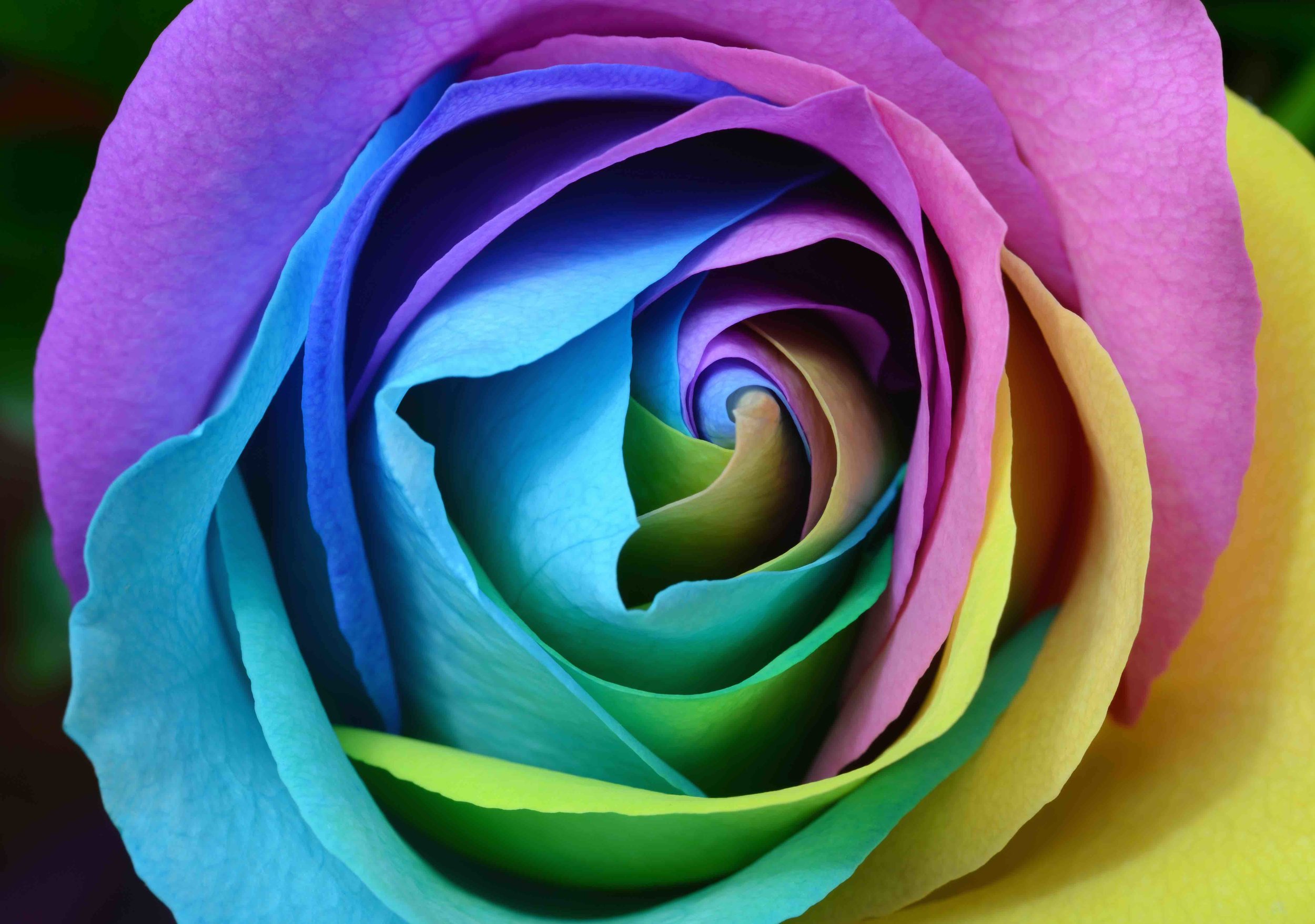 Multicolor rose