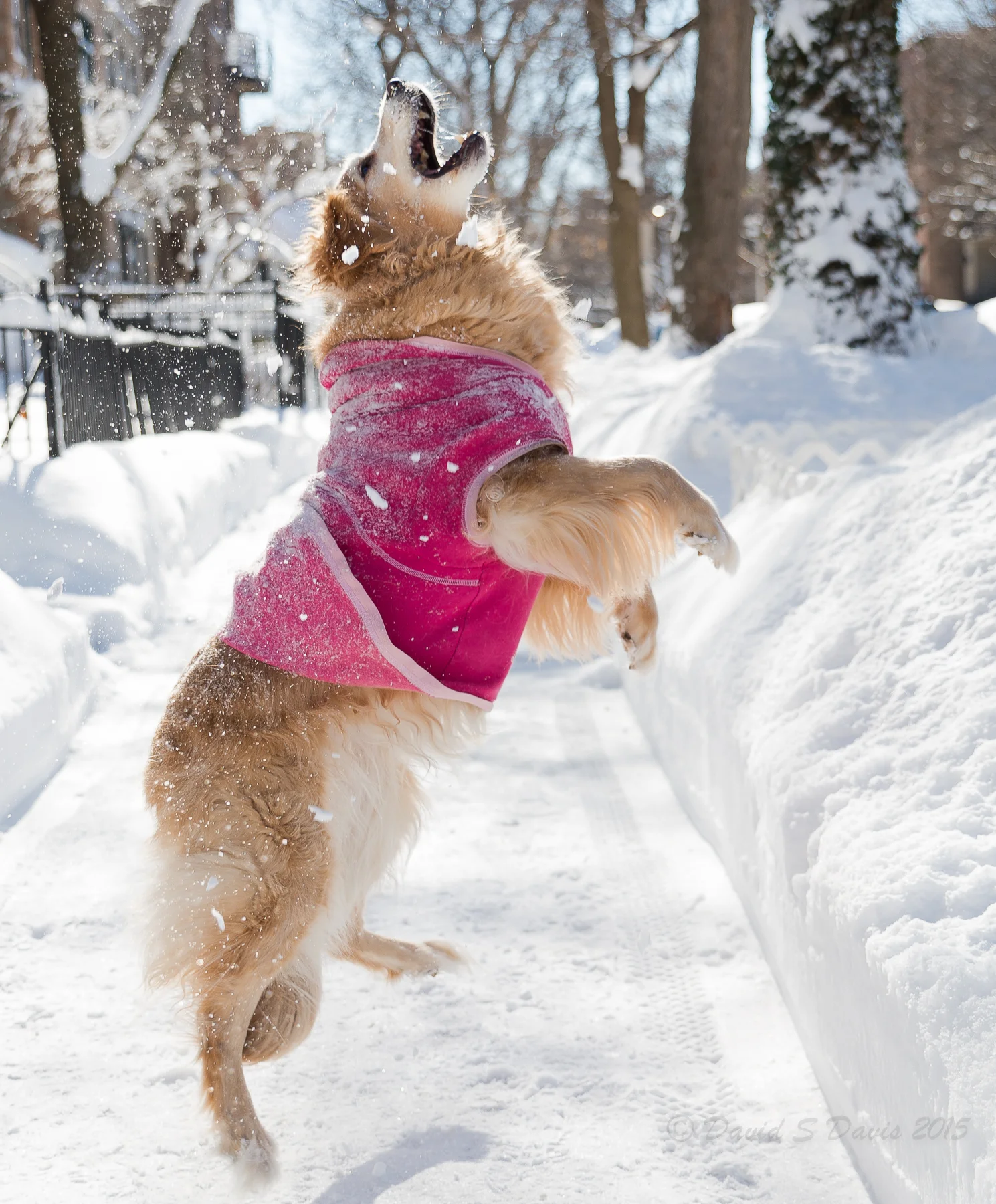 Sandy 2015 jump.jpg
