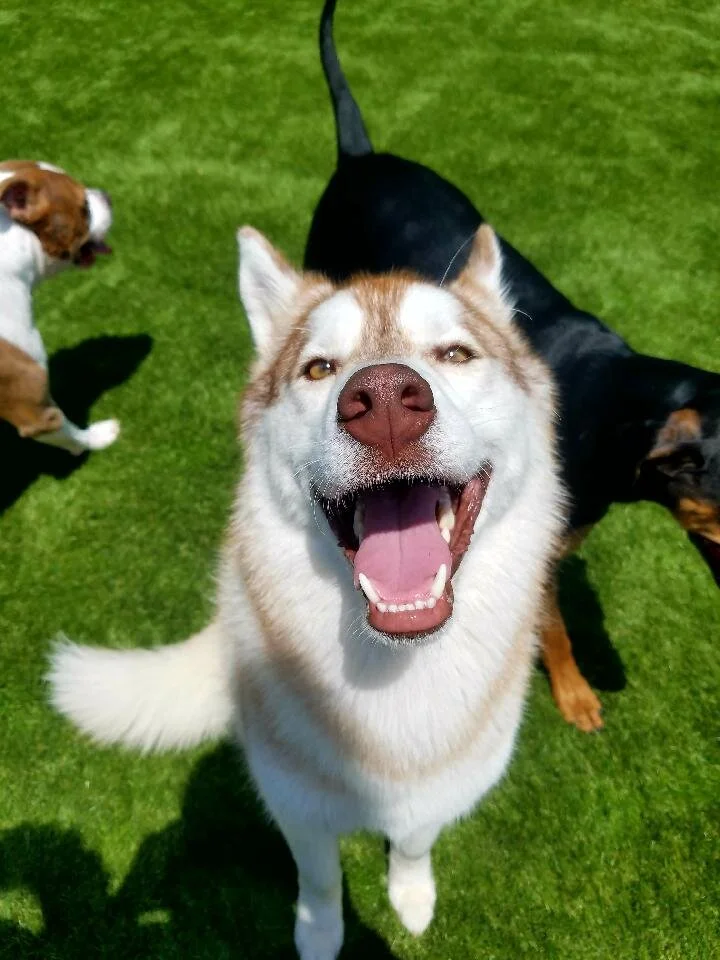 Daycare — Barklyn Heights Dog Daycare