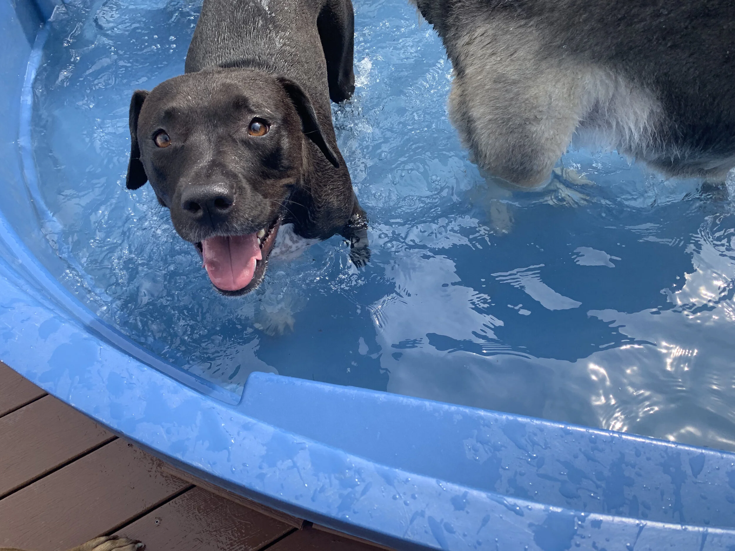 Daycare — Barklyn Heights Dog Daycare