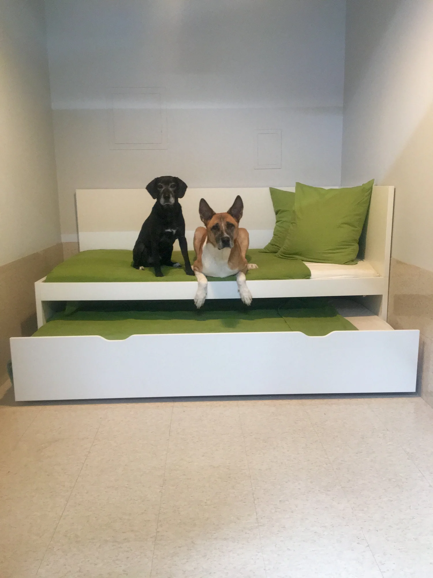 Boarding — Barklyn Heights Dog Daycare