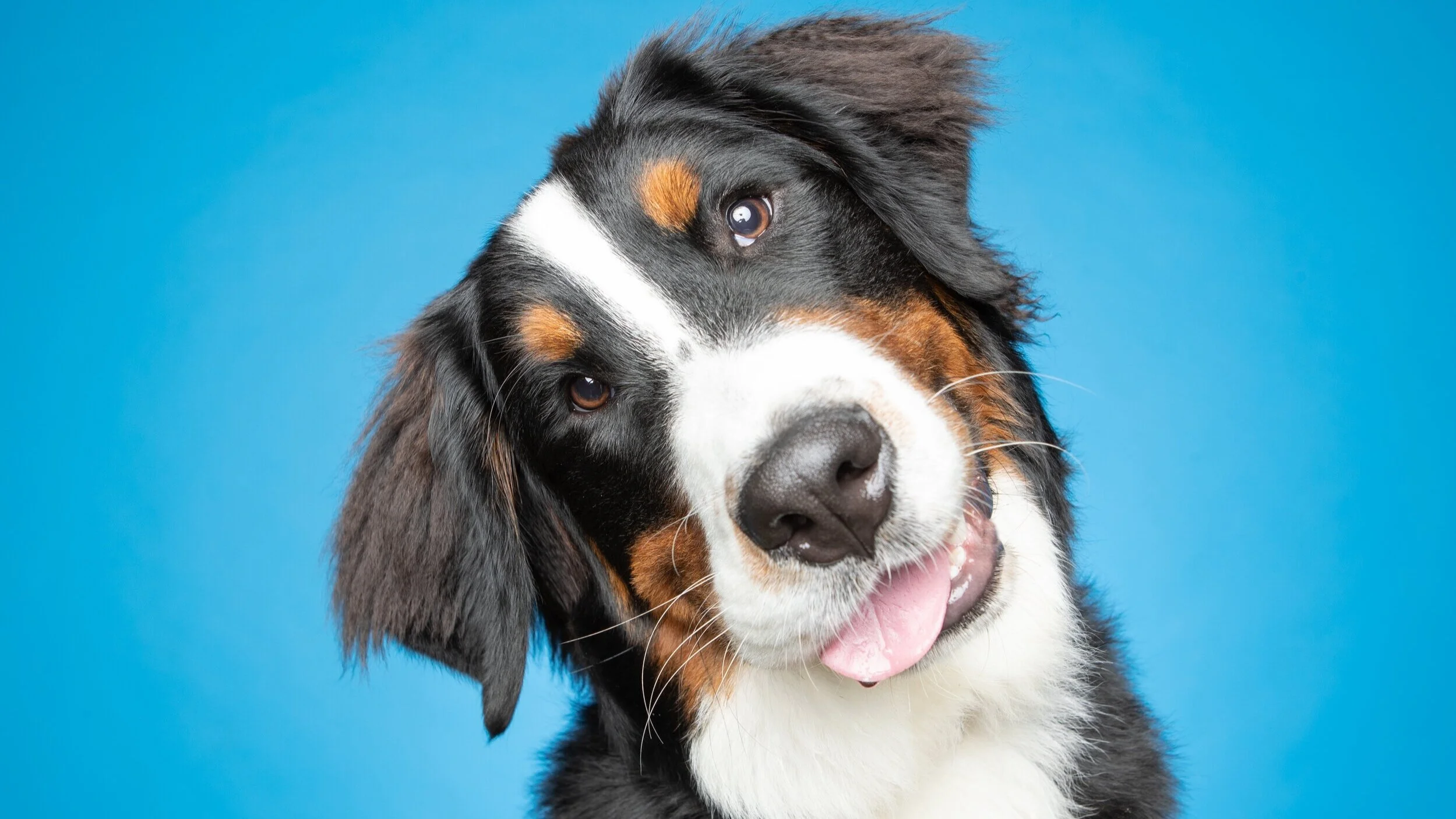 Daycare — Barklyn Heights Dog Daycare