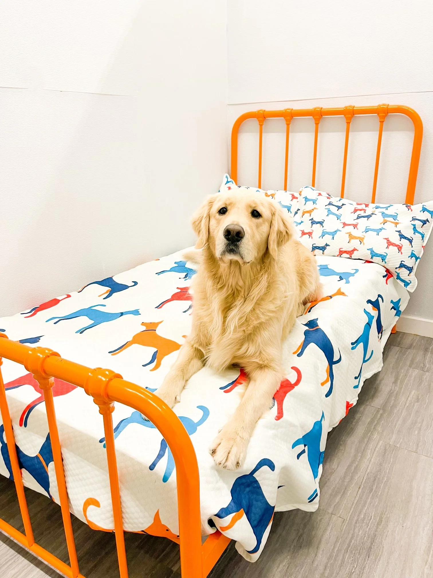 Boarding — Barklyn Heights Dog Daycare