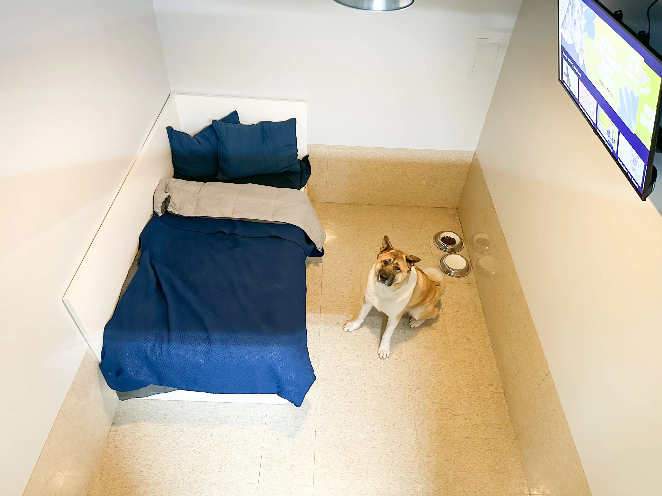 Boarding — Barklyn Heights Dog Daycare