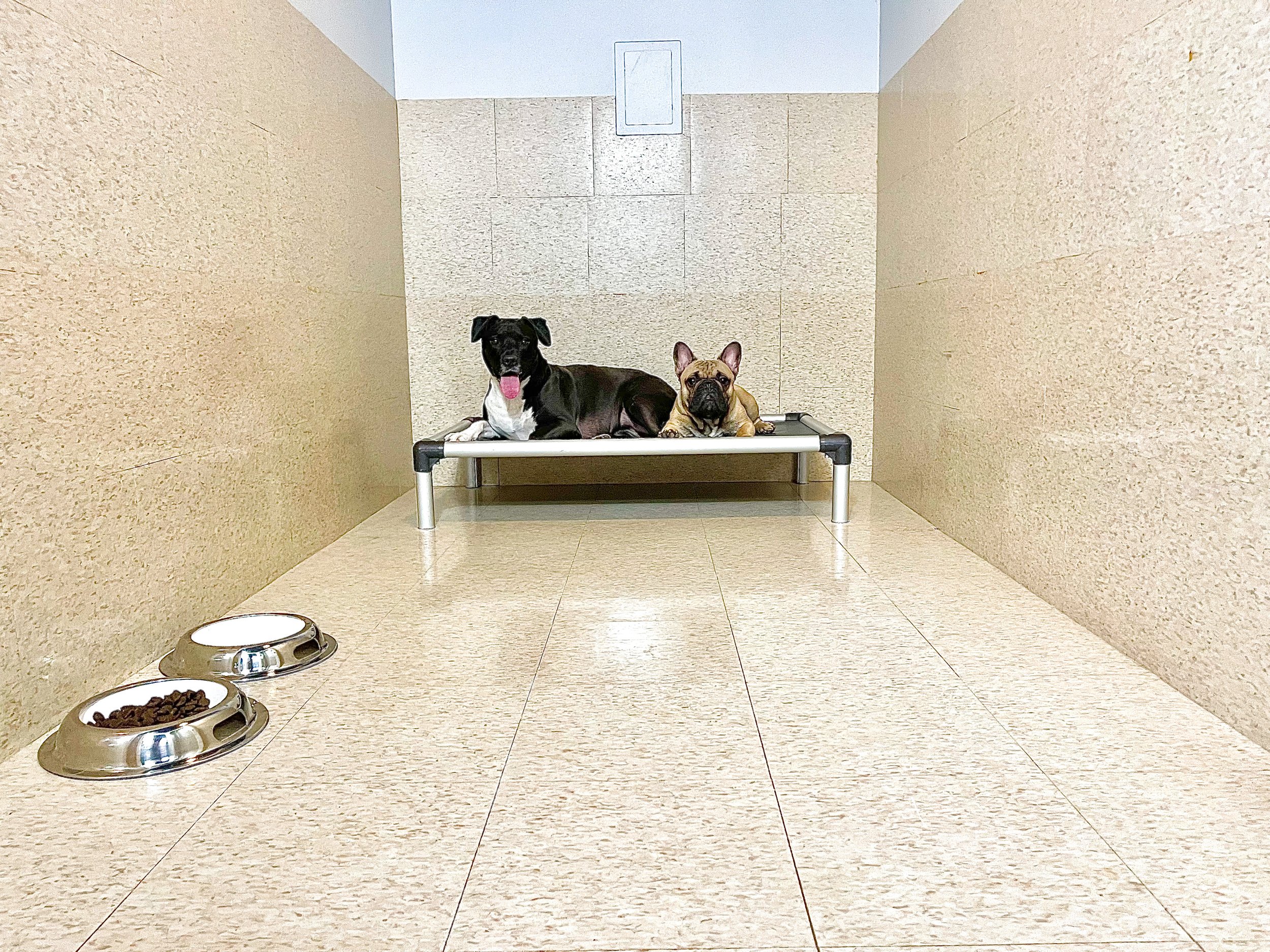 Boarding — Barklyn Heights Dog Daycare