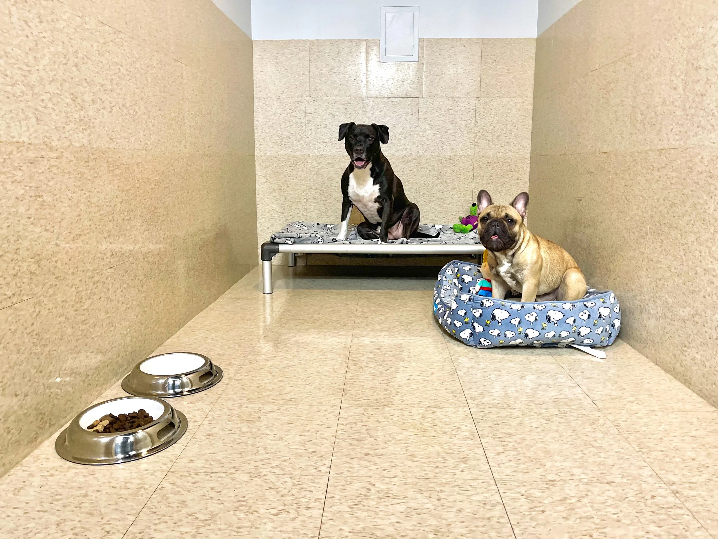 Boarding — Barklyn Heights Dog Daycare